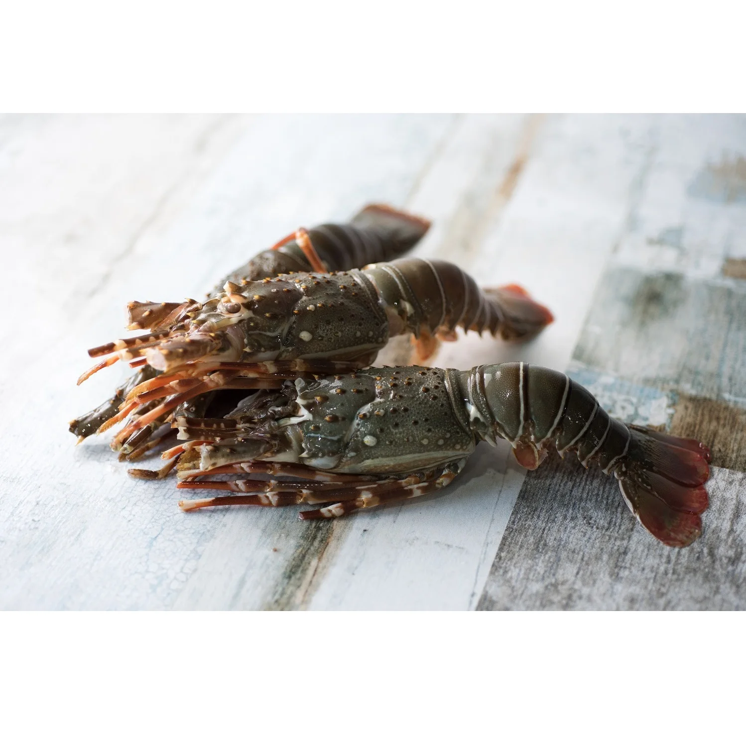 Wholesale Price Fresh Seafood (80-100 gm/pcs) IQF Bulk Packing 10 kg/ctn Whole Frozen Bamboo Lobster