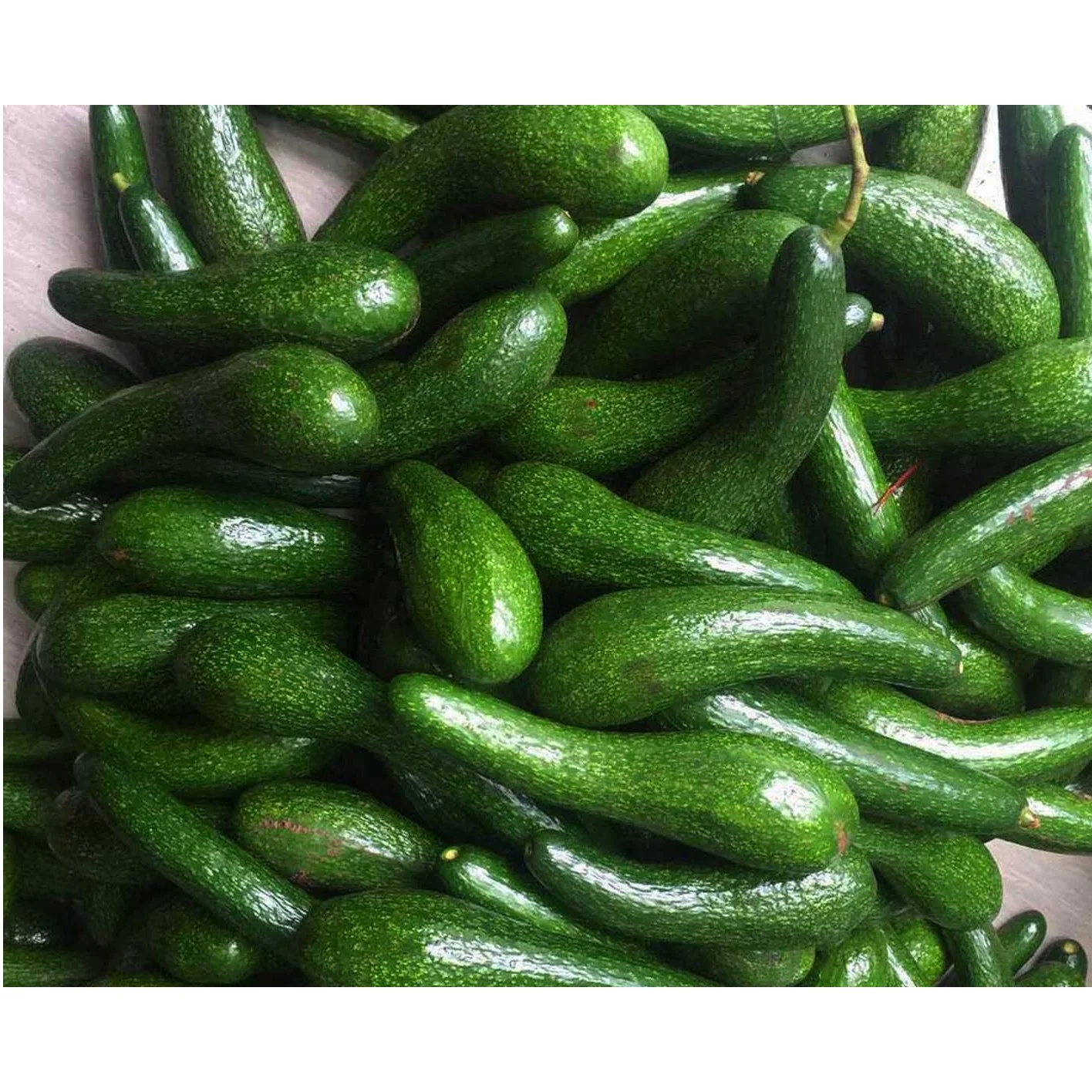 Fuerte Type Common Cultivation Type Vietnam Fresh Avocado For US, EU, ASIA, Market With Standard Quality And Competitive Price