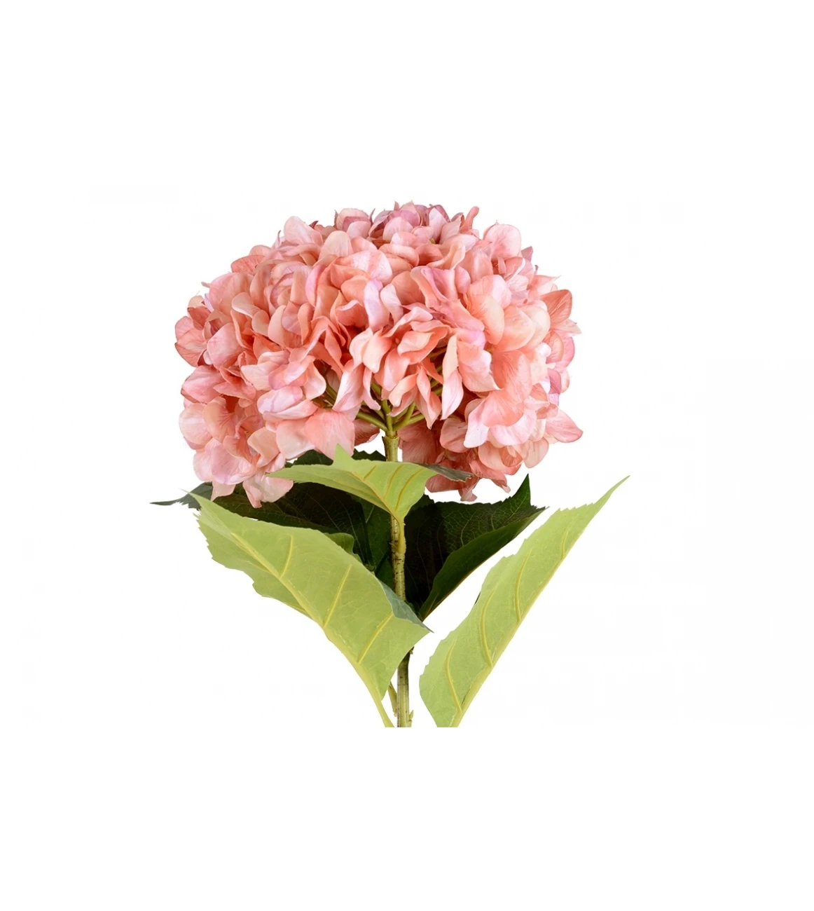 Hot Pink Real cut Hydrangea premium quality SUPER select size (18/19) cm  ornamental cut flowers plants decorative flowers