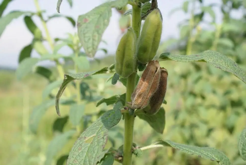 High Quality Sesame Seeds From Turkey