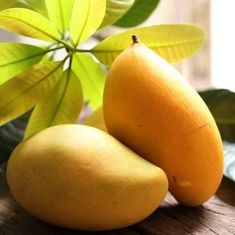 
Cat Chu Fresh Mango - High Quality Mango 100% Fresh 