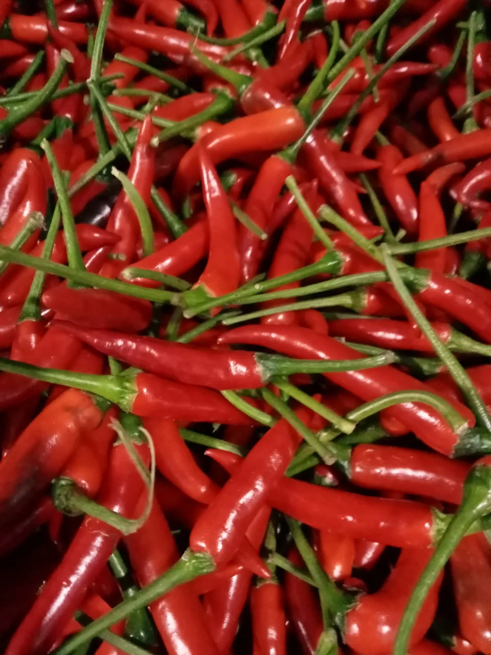 Свежий Чили из Вьетнама для экспорта на рынки ЕС и Азии по конкурентоспособной цене с сертификацией VIETGAP.