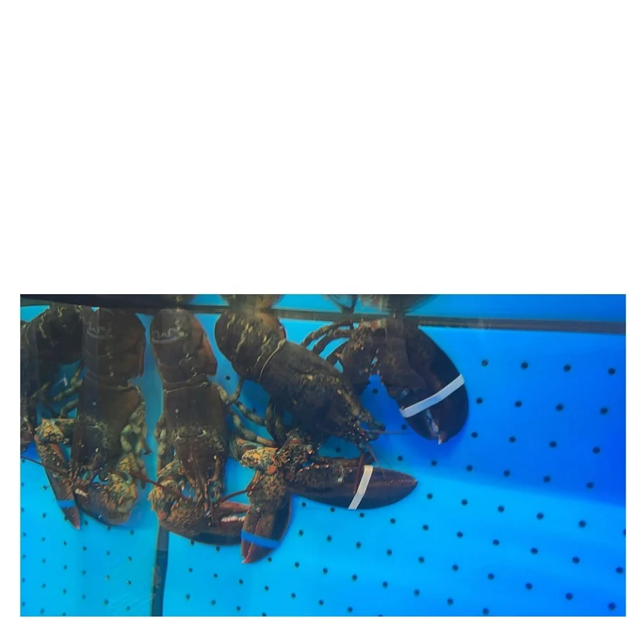 Seafood Live Canadian Frozen Lobsters (Frozen