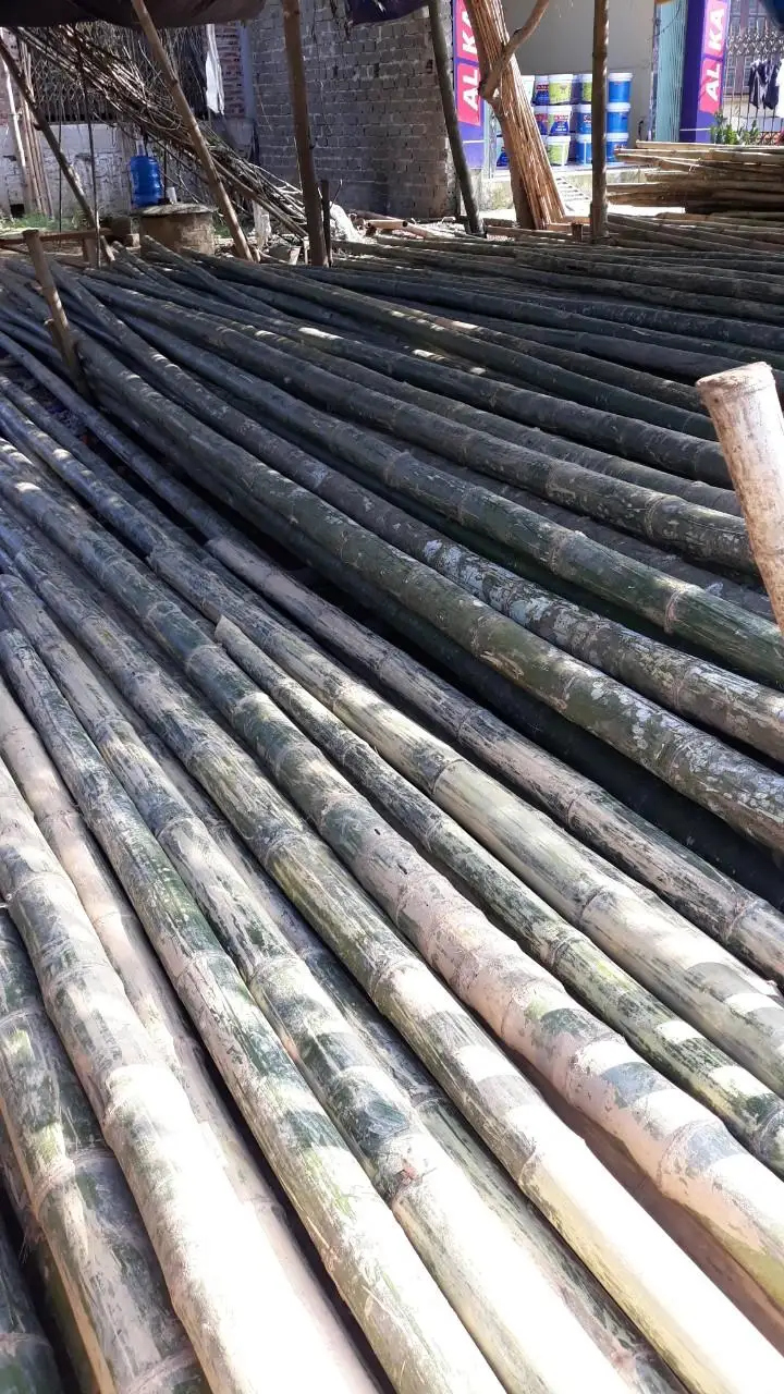 
Raw Bamboo Poles - Kiddo (+84905010988) 