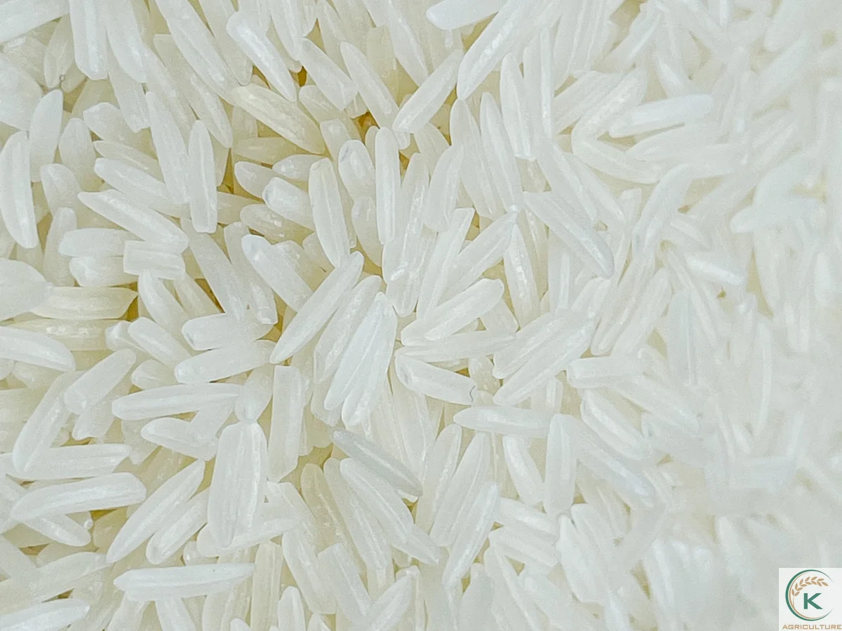 Best Cheapest Price  Vietnam Rice St24 October 2021 Whole Sale For Export