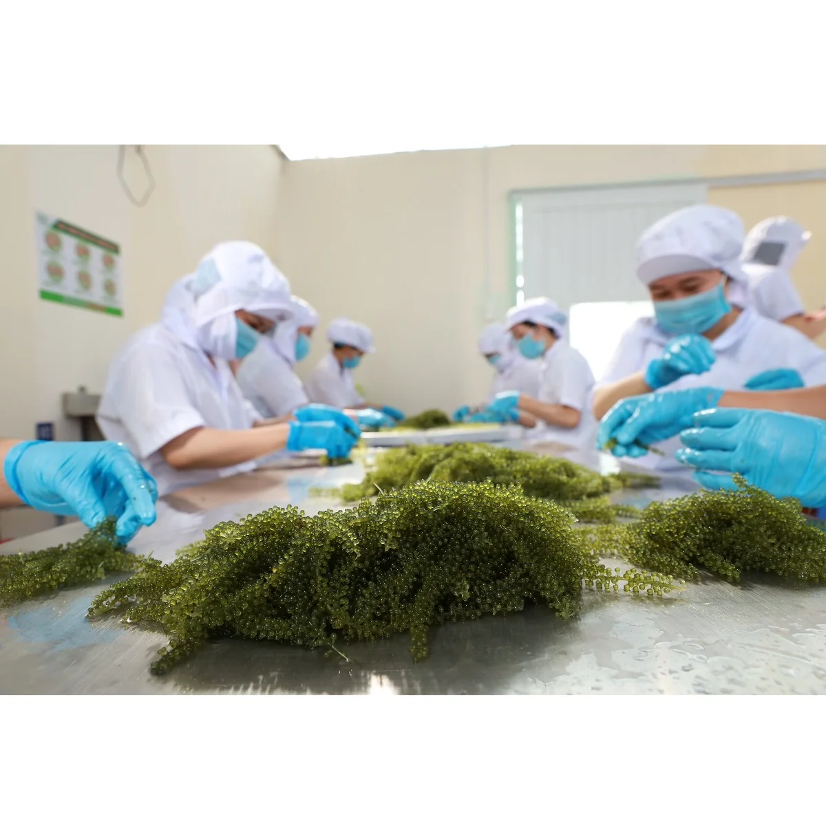 GCAP Manufacturer Characteristics Taste Organic Fresh Sea Grapes Green Food From Viet Nam