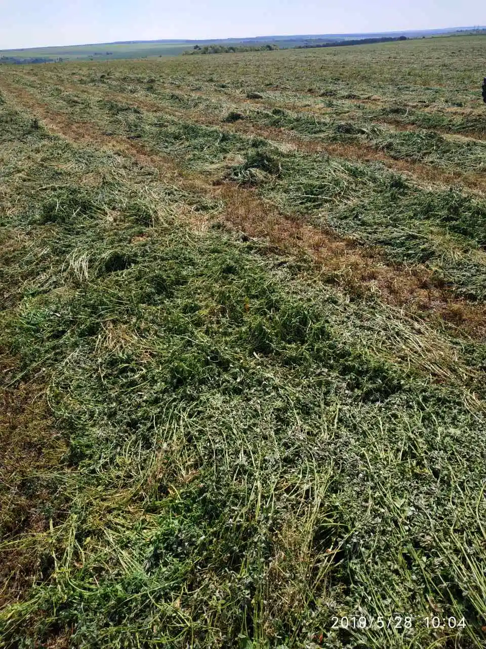 Alfalfa pellets high protein production animal feed