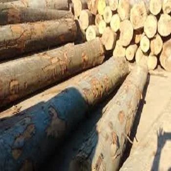 
European Pine Softwood Logs 