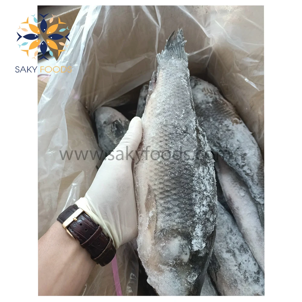 Wholesale IQF Frozen Rohu Fish For Export From Vietnam Bulk Style