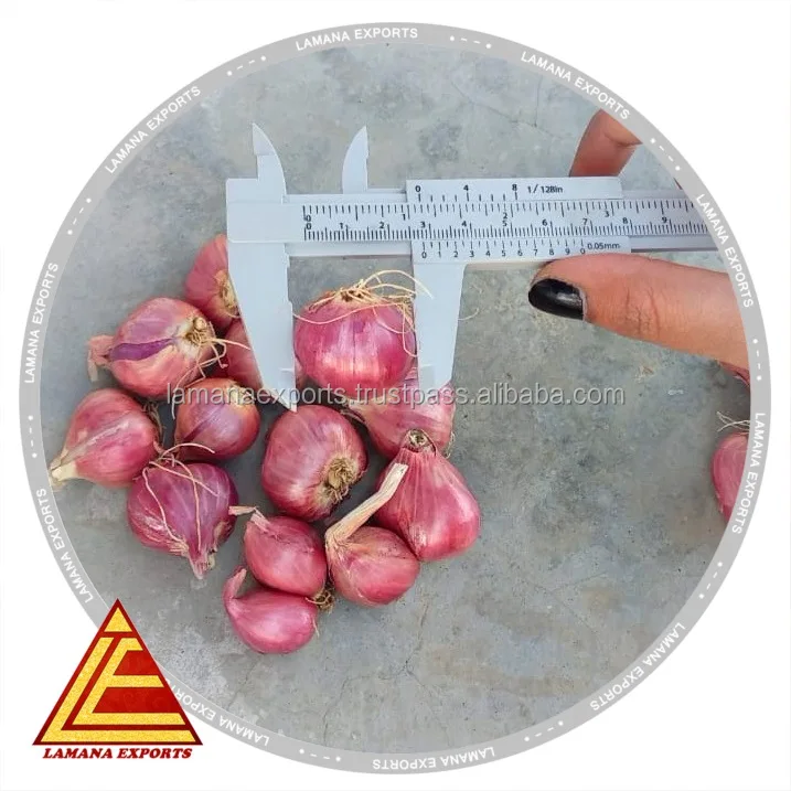 Indian Podisu New Crop for Export Malaysia Singapore