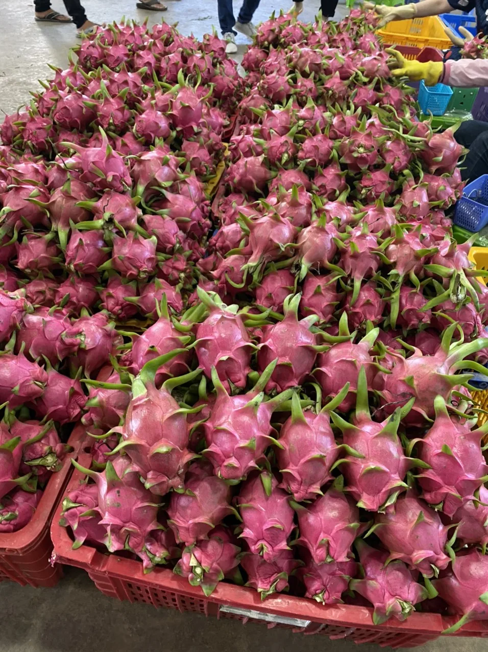 Guranteed Premium Red/White Fresh Dragon Fruit High Quality Dragon Fruit Specially Export to China Best Dragon Fruit Vietnam