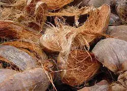 Raw Coconut With Best Quality/Cheap Raw Coconut Shells for making charcoal from Vietnam