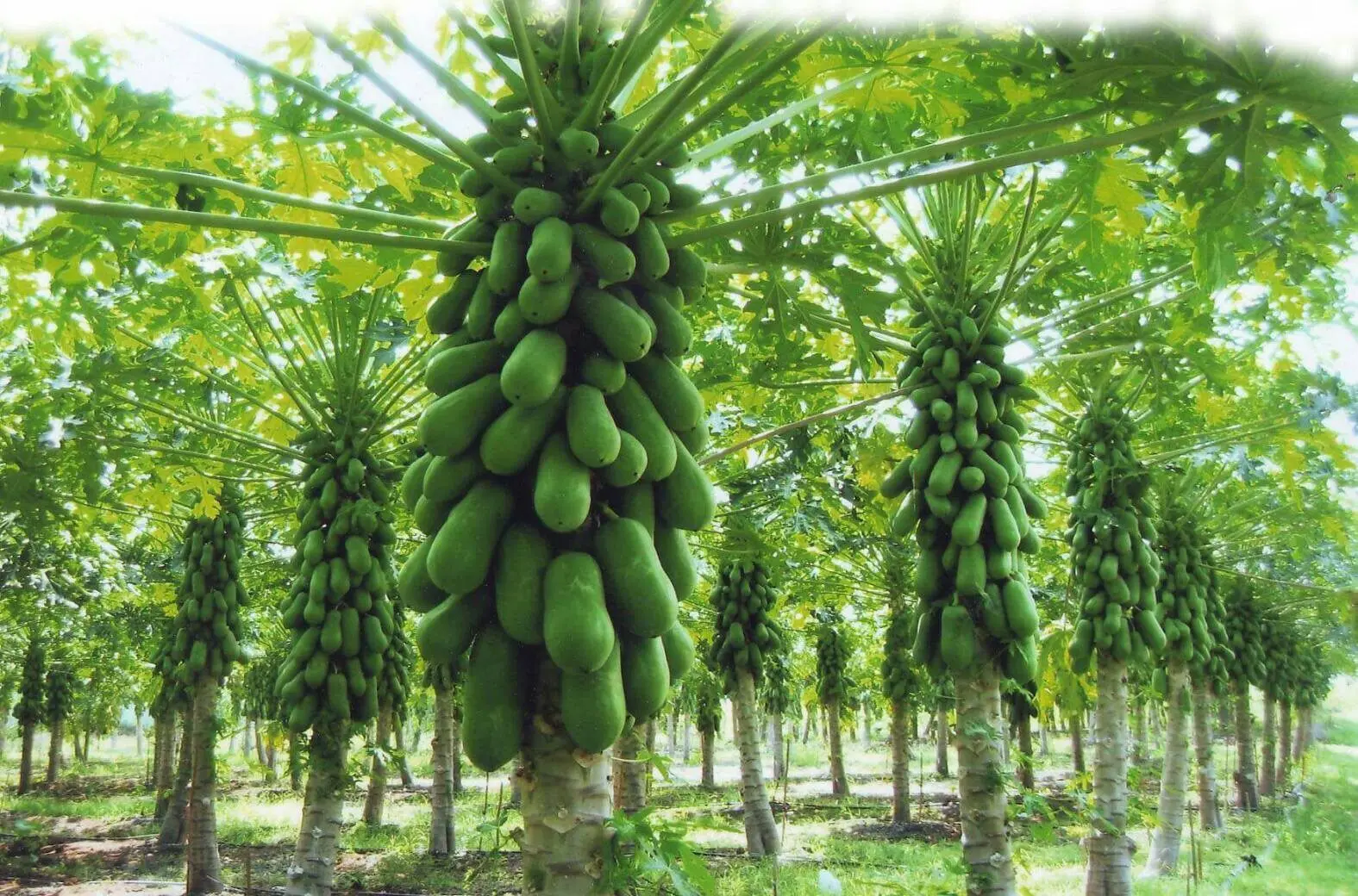 Best seller Fresh Papaya Premium grade from Thailand by SP Organic International