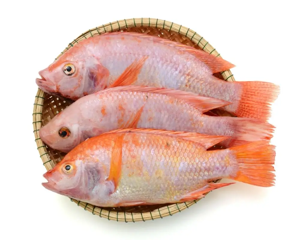 Best Wholesale Frozen Red Tilapia Fish from Vietnam (Thai Lien Company, Ms Phuong: +84789196389)