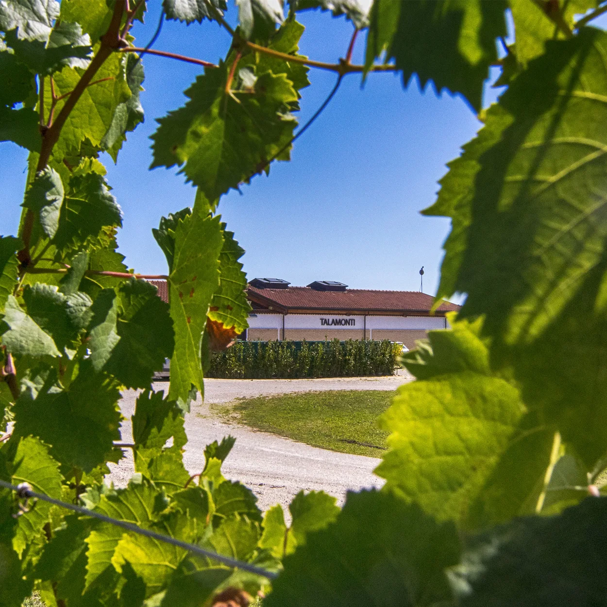 Высококачественное итальянское красное вино-POGGIO DRAGONE sanджоese Merlot 75cl вино спиртовой напиток