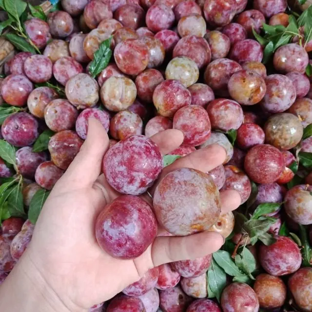 New Harvest Plums Vietnam Fresh Plums Red shell Fresh Fruit High Quality For Exporting Best Price Wholesale