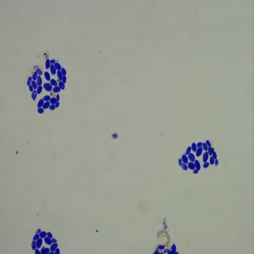 Микроскопы для микробиологии