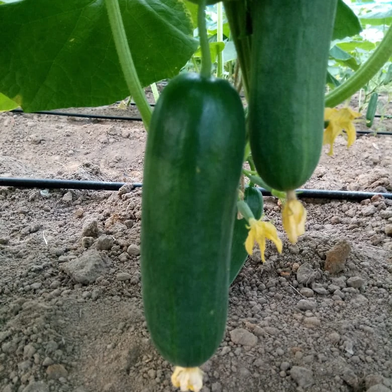 Green Crunchy Cucumber from India ready for Export