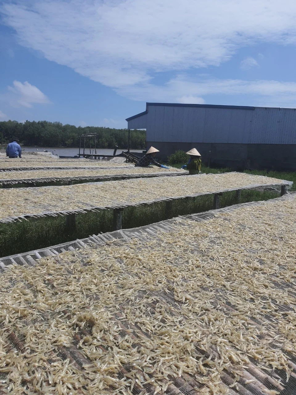 Сушеный СПАТ/сушеный на солнце рыба Анчоуса из Вьетнама по хорошей цене // Sven + 84 966722357