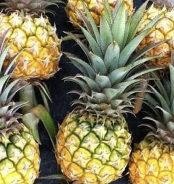 
Fresh Pineapples Mini size Phulae High Quality Hot Selling export from Thailand 