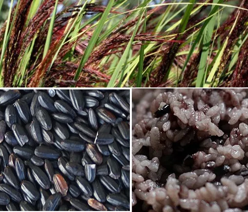  Черный рис с длинным зерном GAO NEP THAN - jasmine Black Rice-Oryza посева (Ms Деми + 84 961 733 400)