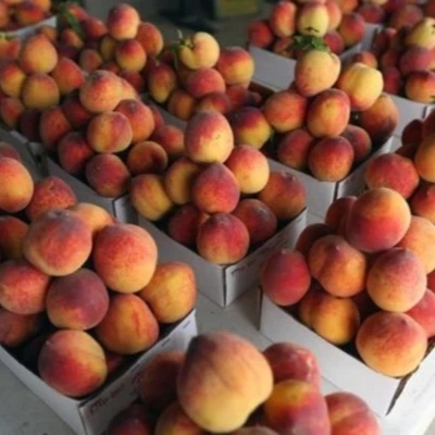 100% Fresh Peach Sweet Peaches (11000000774366)