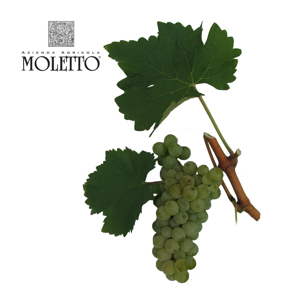 Il Sindaco Sauvignon Selection White Still Wine From Italy Veneto District Produced From Sauvignon Blanc Grapes