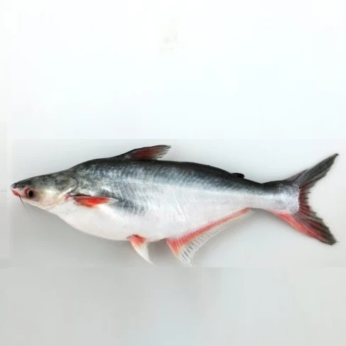 
FROZEN WHOLE ROUND PANGASIUS/BASA 