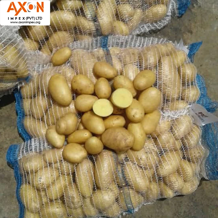 Новый сезон 2020, свежий картофель/свежий картофель из Голландии в Пакистане/свежий картофель большого размера