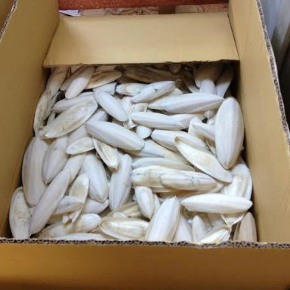 Высококачественные Обрезанные кости для морской Слепки для домашних животных/большие кости кальмара из Вьетнама-оптовая продажа корма для животных из Вьетнама