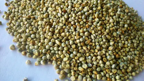 millet exporters in india