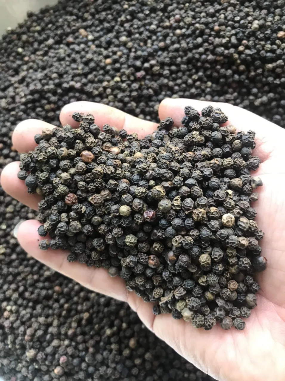 2021 Wholesale Top quality Best Price Newcrop dried black pepper Dried Bulk Black Pepper Machine Cleaned from Viet Nam