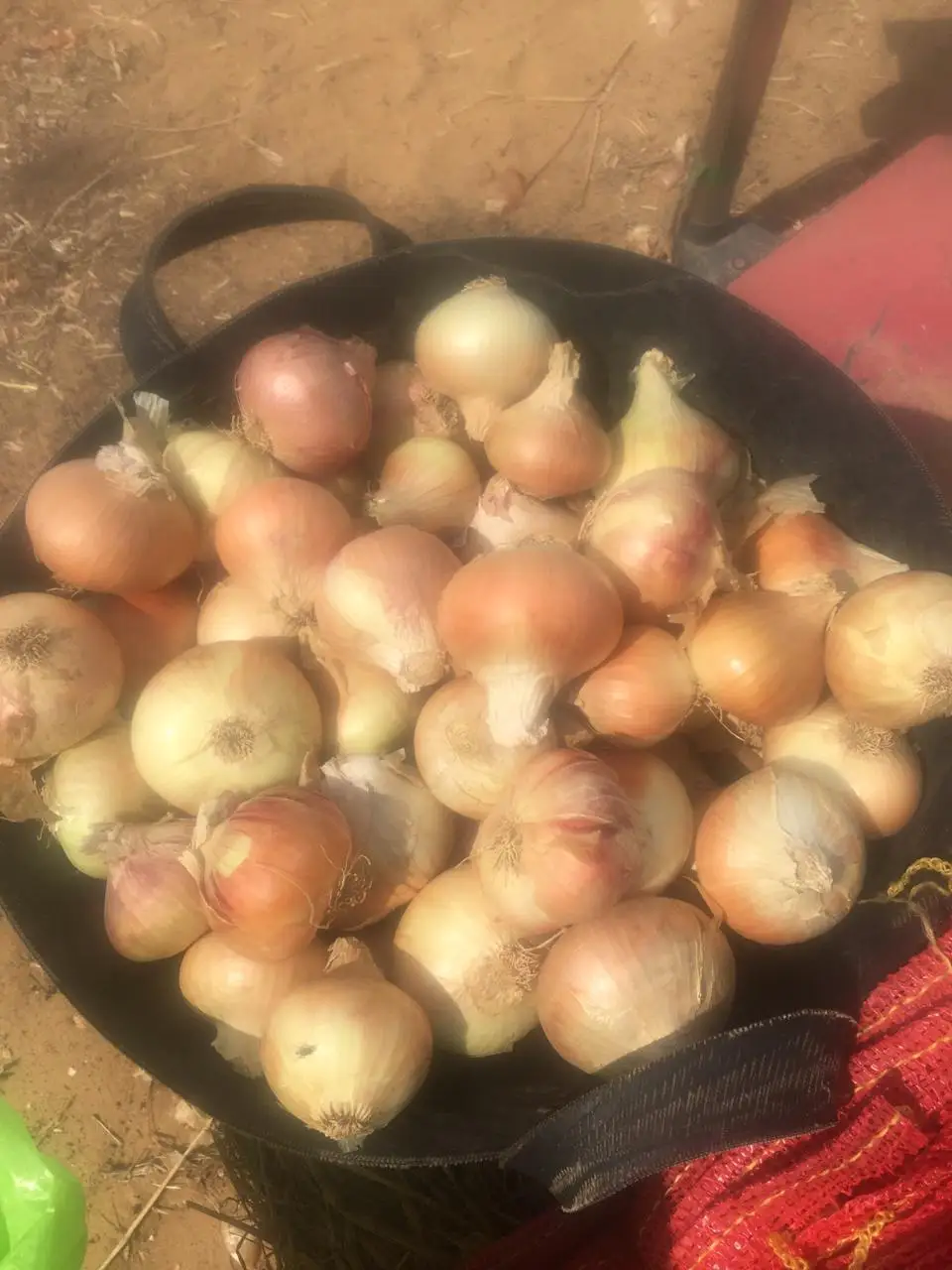 lowest price fresh yellow onion 2023