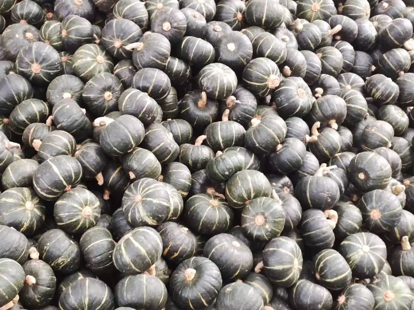 fresh Pumpkin sweet pumpkin