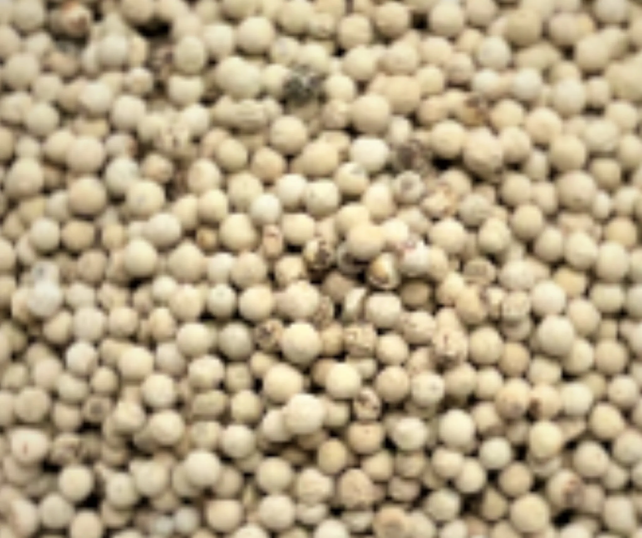 Vietnam Dried White Pepper With High Quality and Reasonable Price - White Pepper