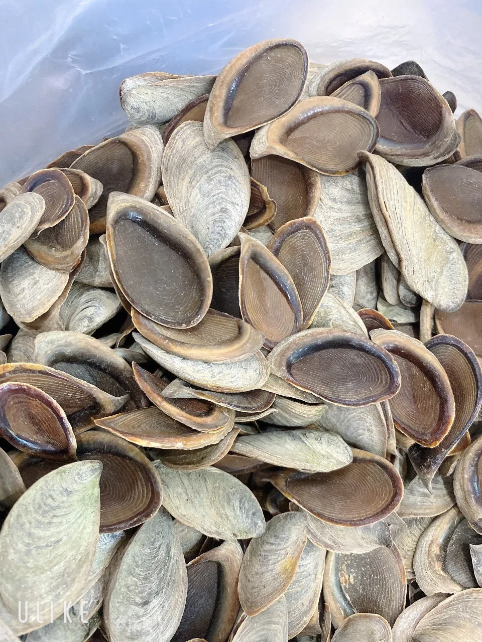 Openculum Seashell Вьетнам для изготовления парфюма высокого качества