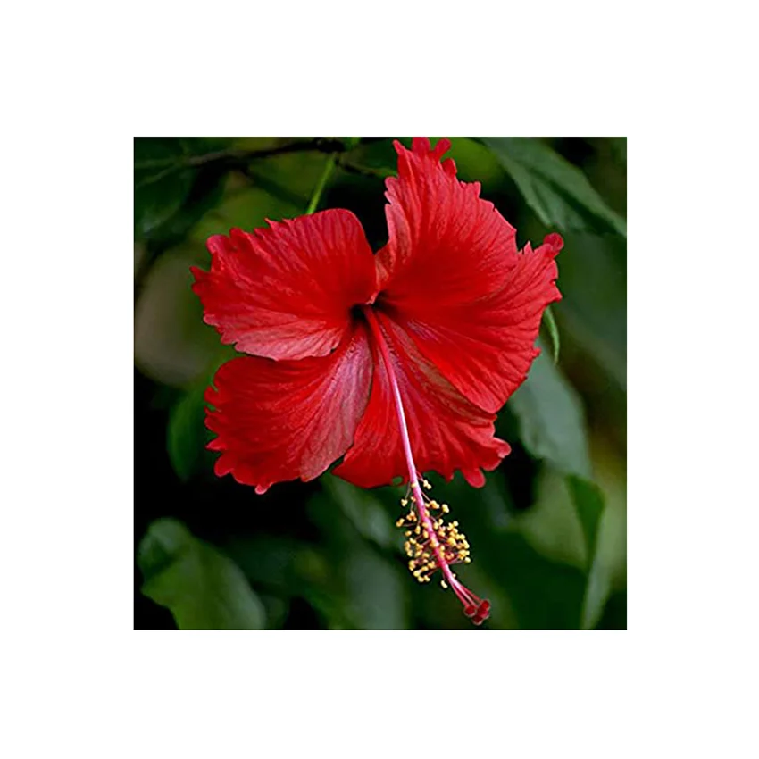 100% чистый и натуральный цветок гибискуса, сделанный из высококачественного травяного чайного пакетика, вырезанный на 24 месяца