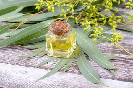 100% Pure Natural Eucalyptus Hydrosol Supply For Skin Care