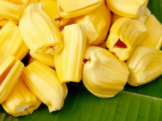 
Vietnam Fresh Jackfruit No chemichals (WS: +84904230236) 