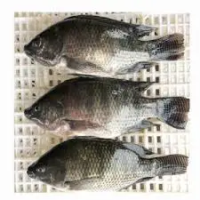 TILAPIA FROZEN WHOLE/FILLET/GILLED GUTTED PREMIUM QUALITY FOR SALE
