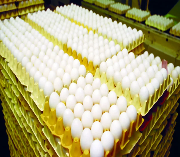 Organic Fresh Chicken Table Eggs for Sale