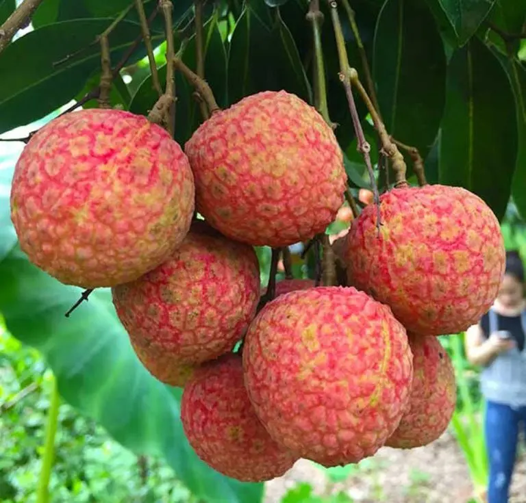 KME Seller  good quality Lychee Fruit at cheap price -- HP 0084 917 476 477