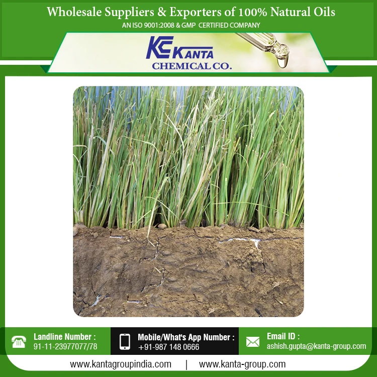 
Bulk Exporter Vetiver Grass Oil Aromatherapy Natural Grass Essential Vetiver Oil 