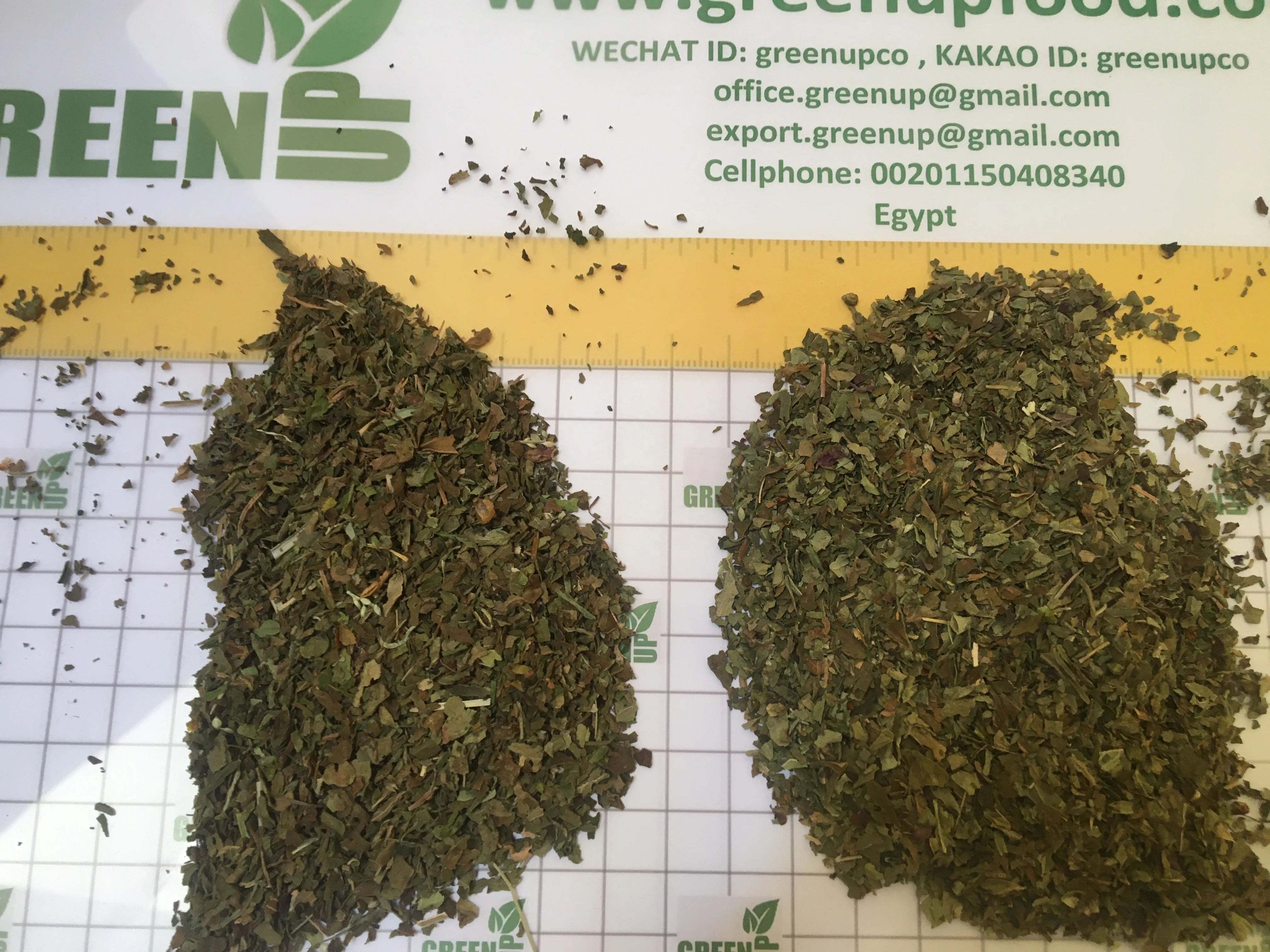 basil leaves green color no ash content no admixture no black leaves  no impurities Basilicum   high quality no stem fresh crops