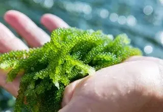  Дегидратированный морской виноград органический деликатесные суши продукт для здоровья морские водоросли MS ANNA + 84902804571