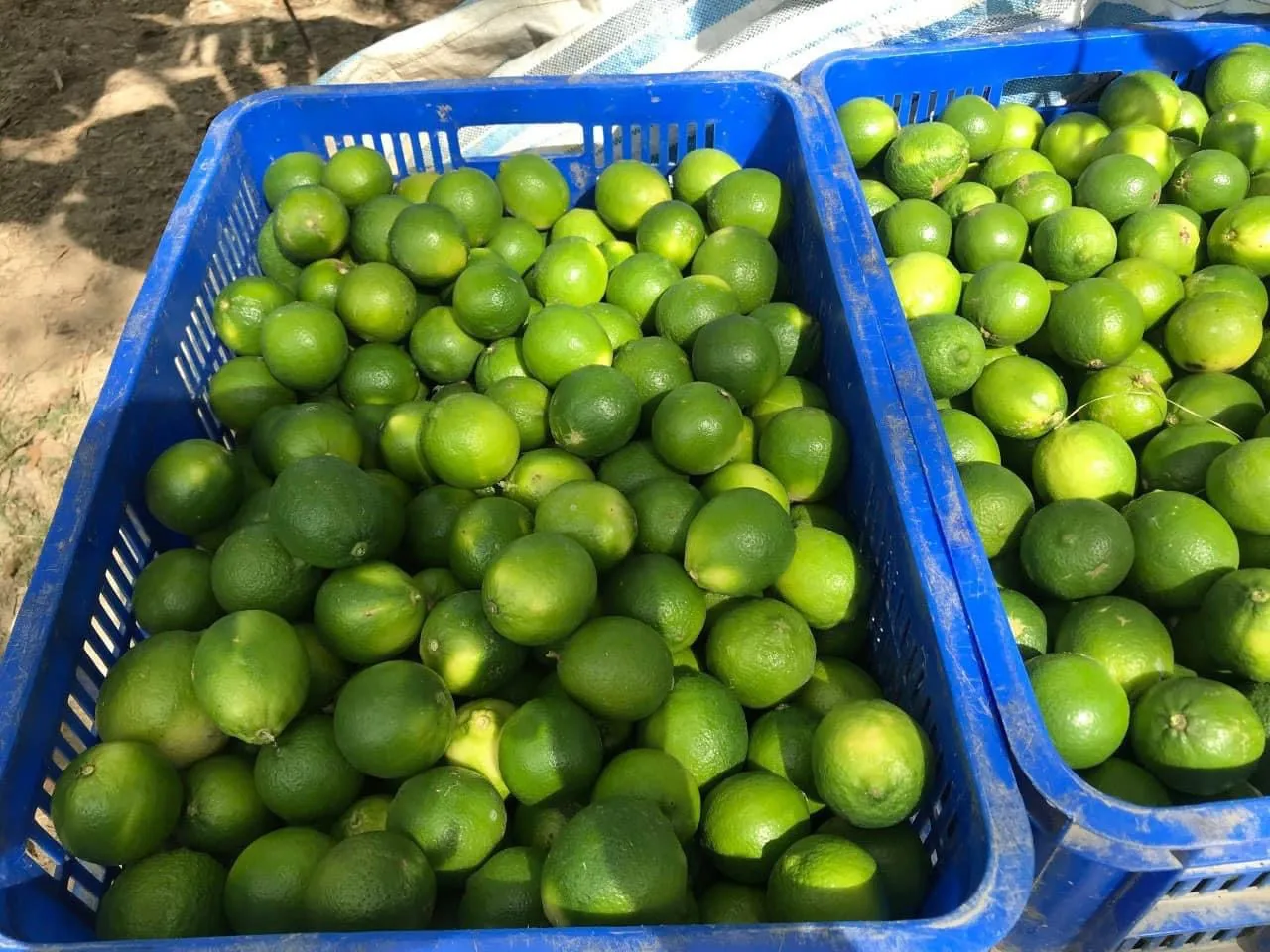 TW6 Hot Sale High Nutrition Value Fresh Seedless Lime Lemon With 5kgs/10kgs/15kgs/ Carton Box