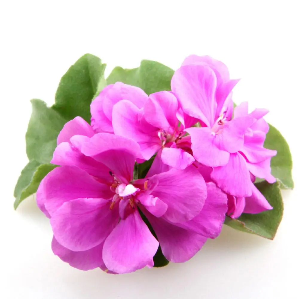 ISO Approved Rose Geranium Essential Oil Bulk Fragrances Oils Manufacturer Wholesale Suppliers Customized Fragrance Oil