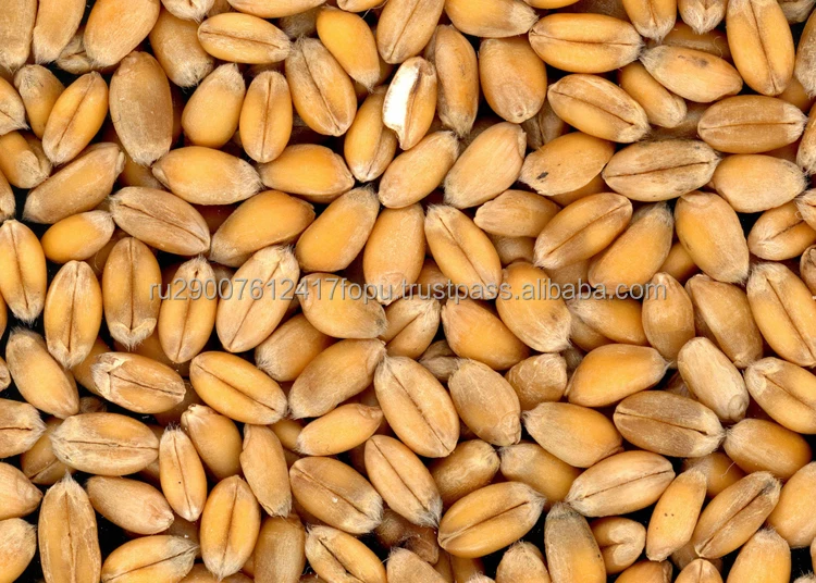 Wheat soft from 1 to 5 class in grain carriers, covered wagons or containers worldwide delivery, wheat