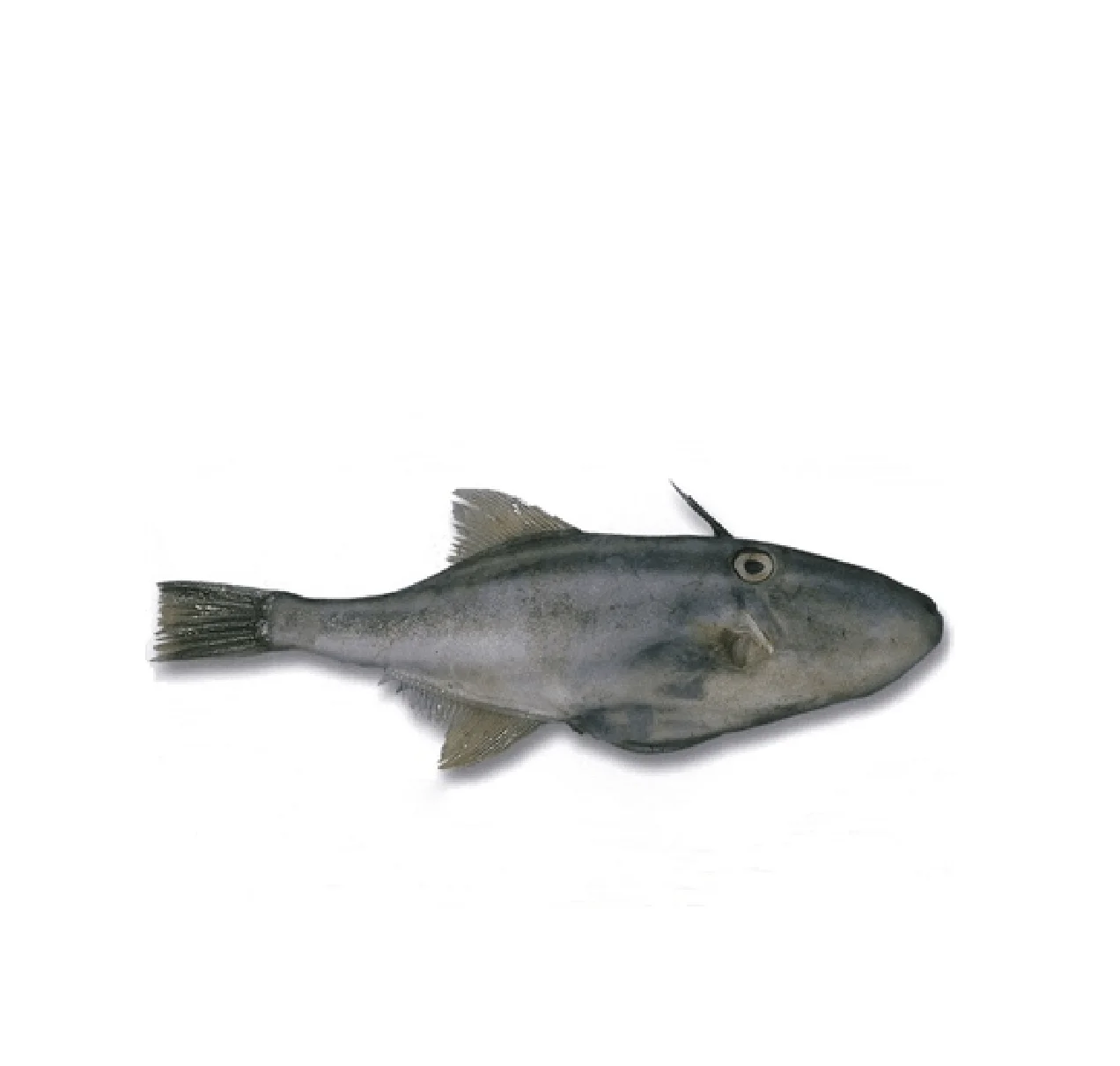 Premium Quality Wholesale Leather Jacket Fish For Sale In Cheap Price