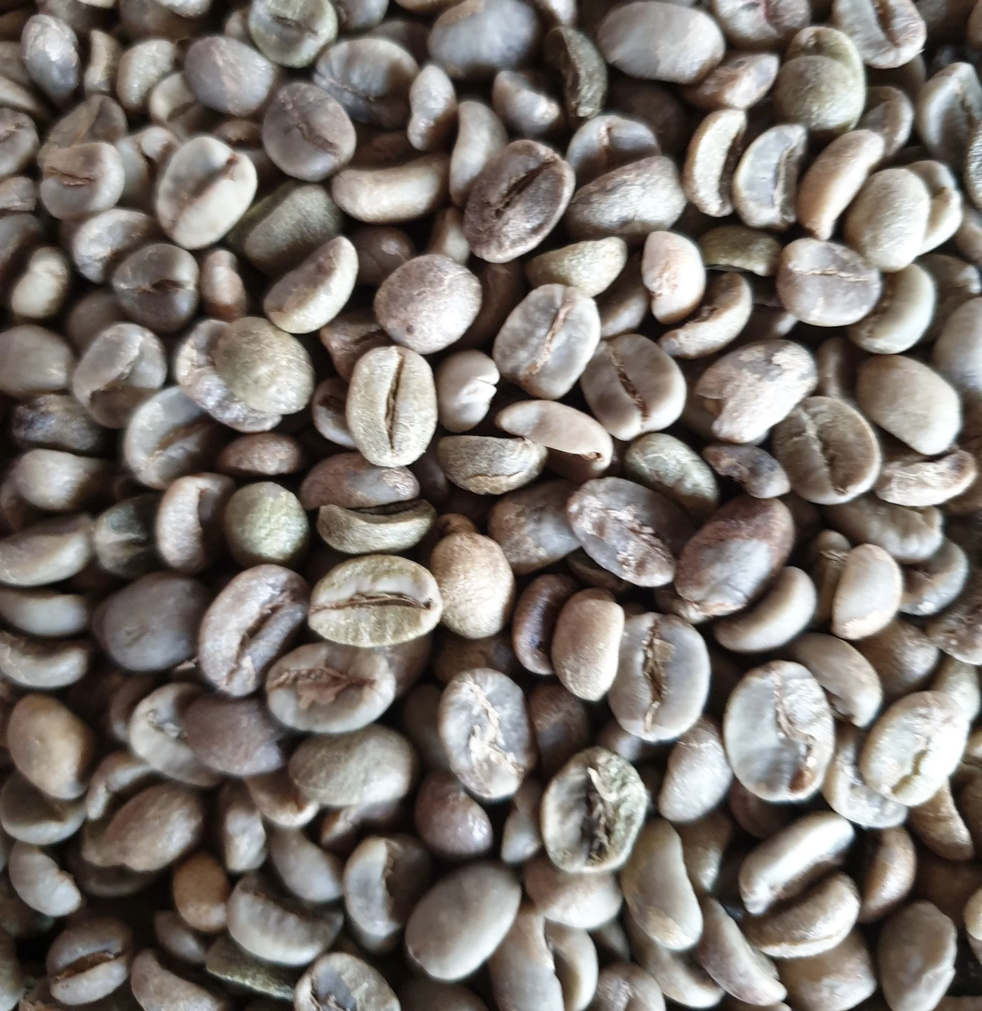 High quality premium 100% Arabica - green coffee beans herbal
